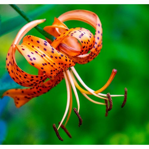 Gulin, Sylvia 아티스트의 USA-Washington State-Pacific Northwest Sammamish Orange Tiger Lily close up작품입니다.